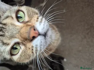 Bengal cats Beautiful Bengal X kittens - Advert 1