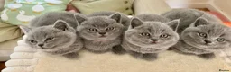 British Shorthair cats for sale: Chunky teddy bear GCCF British shorthair  - Advert 26