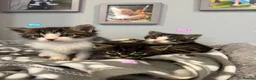 Mixed Breed cats for sale: 3 Hand reared Kittens  - Advert 8