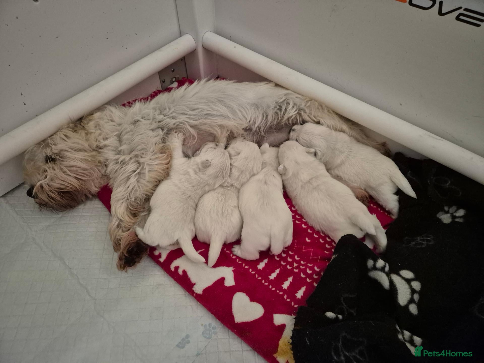 West Highland Terrier dogs for sale: Beautiful West Highland Terrier Puppies - Advert 10