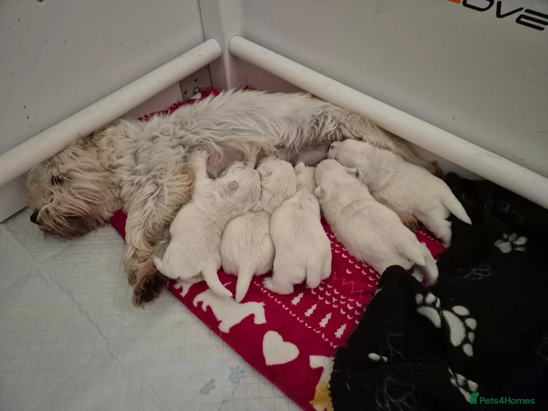 West Highland Terrier dogs for sale: Beautiful West Highland Terrier Puppies - Advert 1