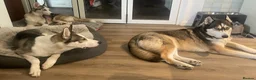 Siberian Husky dogs for sale: Siberian Husky Puppies Pure Bred Blue Eyed - Advert 1