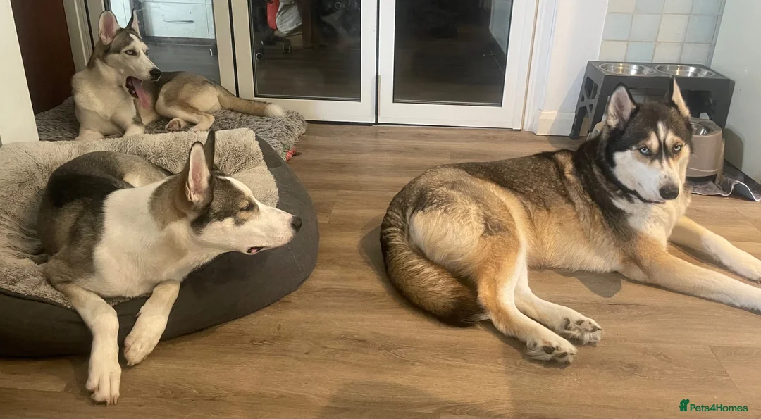 Siberian Husky dogs for sale: Siberian Husky Puppies Pure Bred Blue Eyed - Advert 1