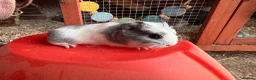 Guinea Pig rodents for sale: Guinea pigs sows/boars  - Advert 2
