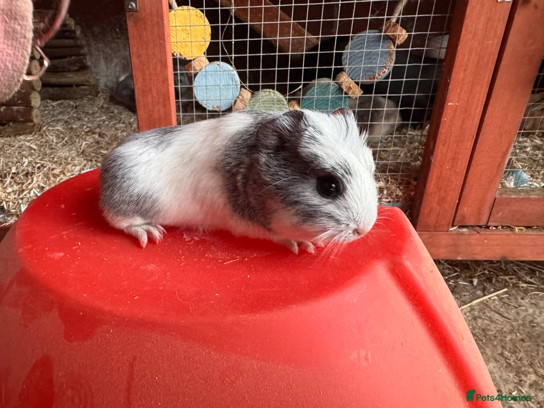 Guinea Pig rodents for sale: Guinea pigs sows/boars  - Advert 2