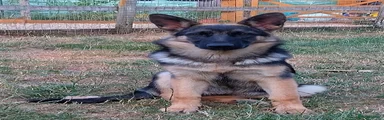 German Shepherd Puppy 5