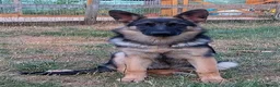 German Shepherd dogs for sale: QUALITY GERMAN SHEPHERD PUPPIES FOR SALE - Advert 3