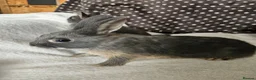 Netherland Dwarf rabbits for sale: Blue Netherland Dwarf bunnies  - Advert 6