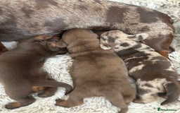 Miniature Dachshund dogs for sale: *Little girl left*Miniature dachshund  - Image 2