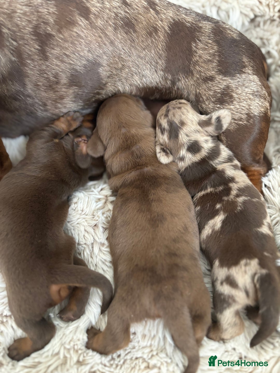 Miniature Dachshund dogs for sale: *Little girl left*Miniature dachshund  - Image 2