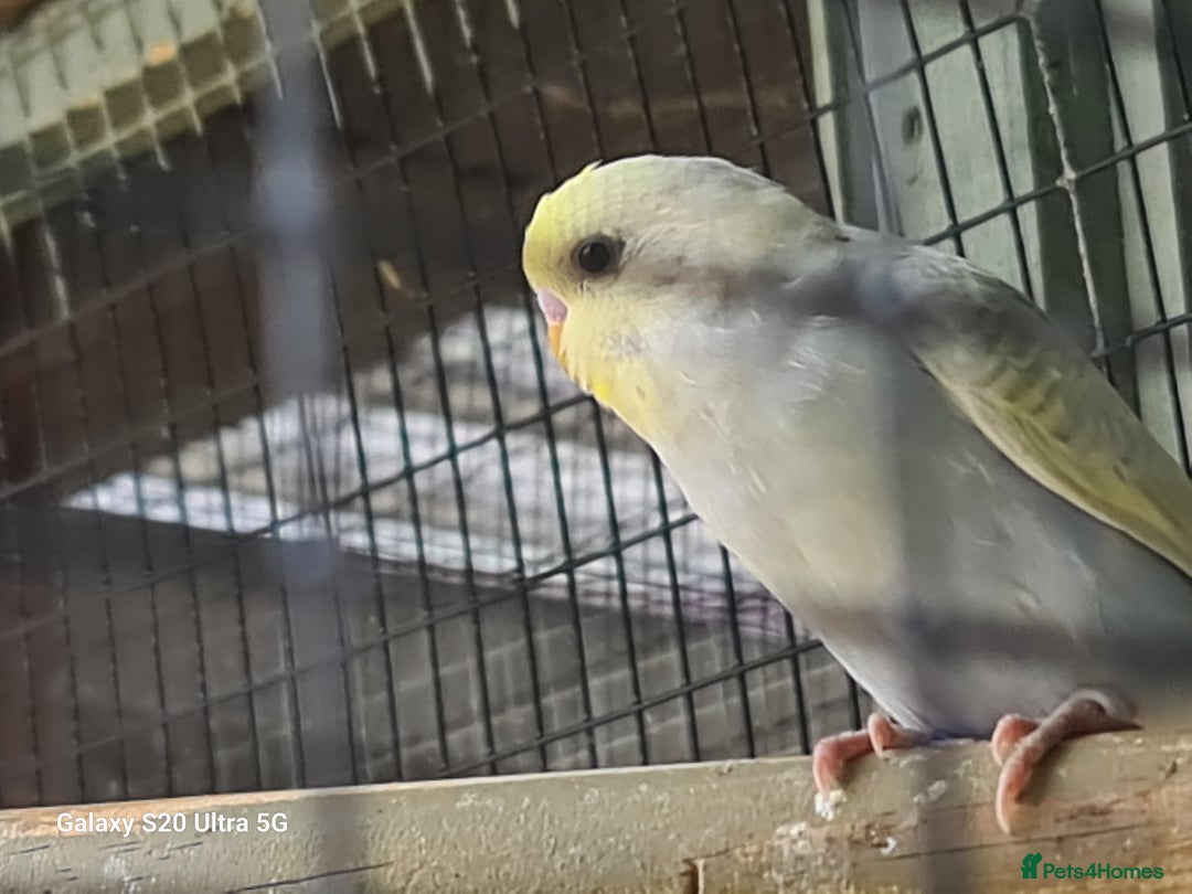 Budgerigars birds for sale: RAINBOW BUDGIES - Image 4