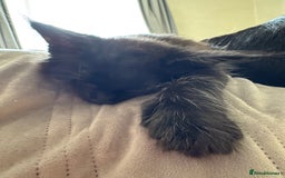 Maine Coon cats for sale: TICA registered large MaineCoon polydactyl kittens - Image 19