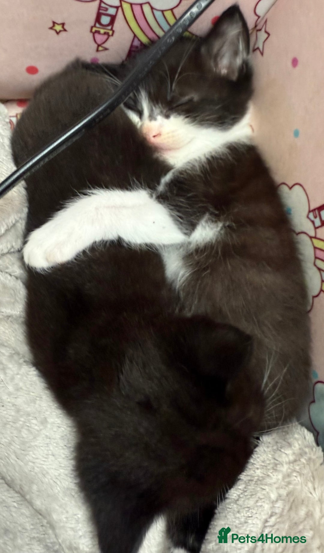 Mixed Breed cats for sale: Mixed breed kittens ready now  - Image 12