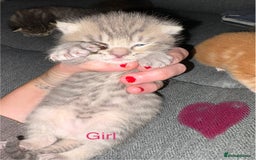 British Shorthair cats for sale: 4 beautiful kittens for sale - Image 5