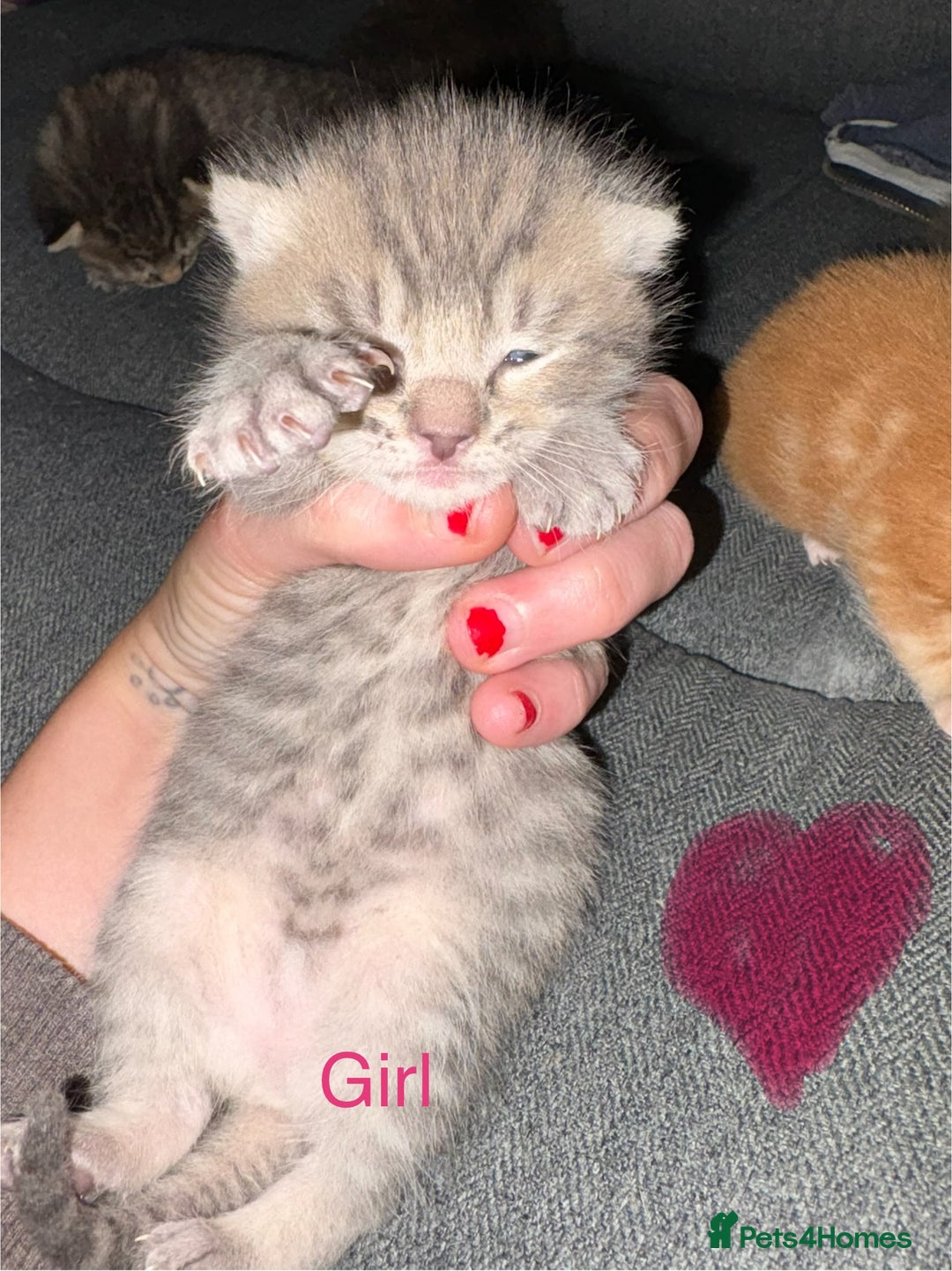 British Shorthair cats for sale: 4 beautiful kittens for sale - Image 5