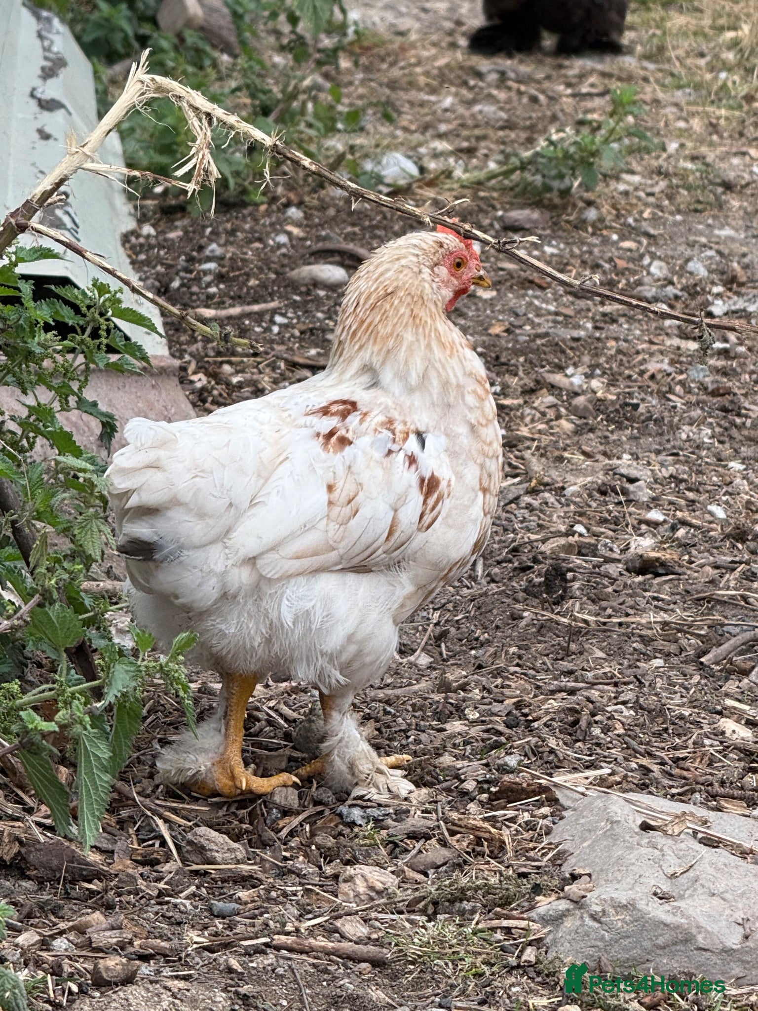 Chickens poultry 3 small hens available  - Advert 1