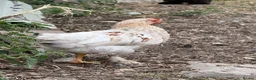 Chickens poultry for sale: 3 small hens available  - Advert 1