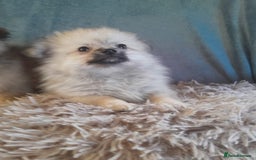 Pomeranian dogs for sale: Pomeranian puppies - Image 2