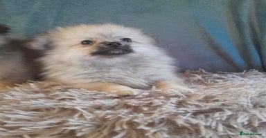 Pomeranian dogs - Advert 9