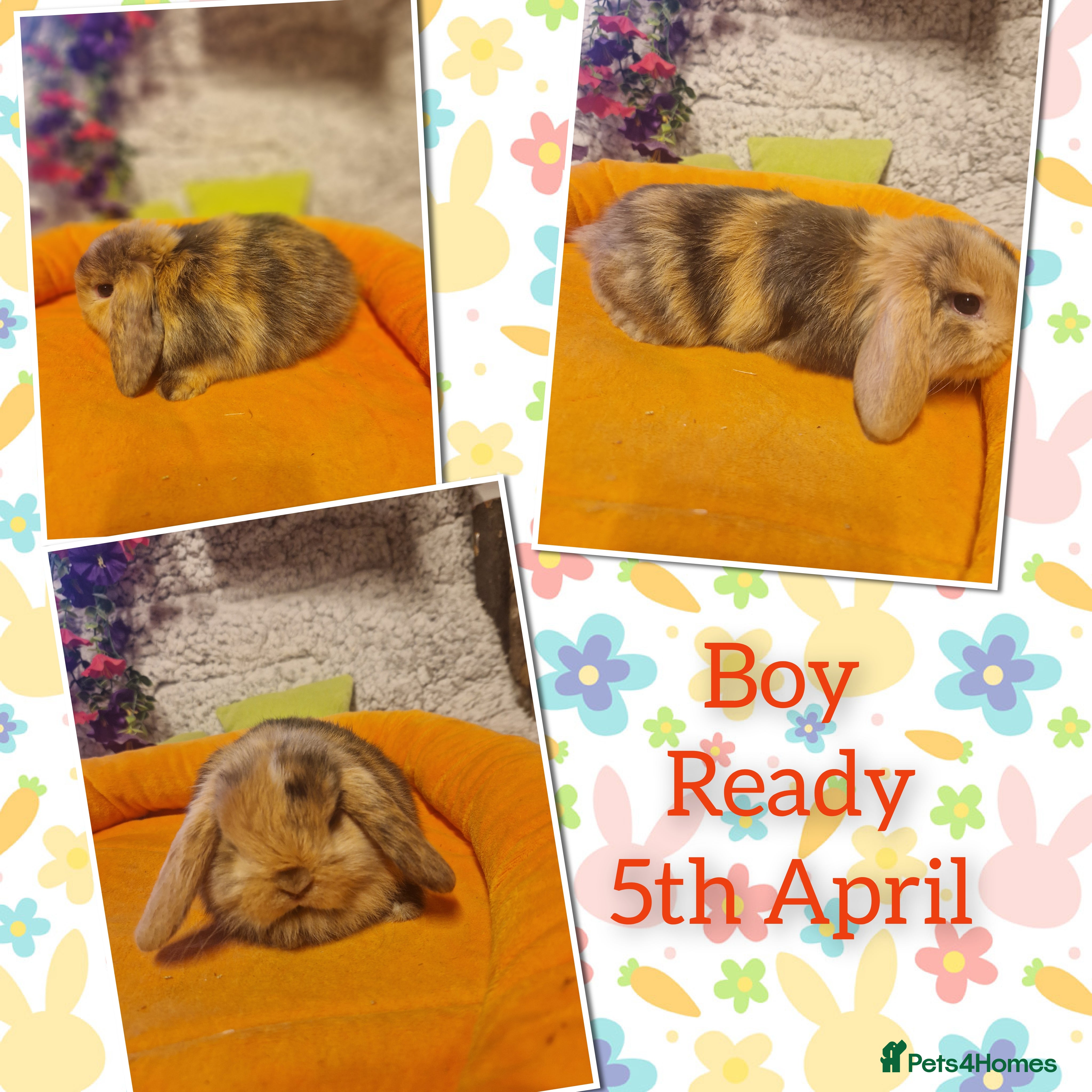 Mini Lop rabbits Stunning mini lop kits to reserve.  - Advert 5