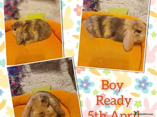 Mini Lop rabbits Stunning mini lop kits to reserve. - Advert 10