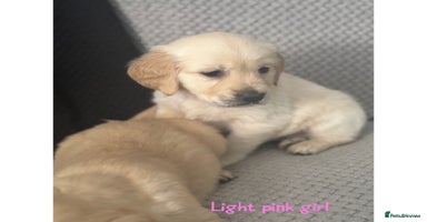 Golden Retriever dogs - Advert 1