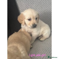 Golden Retriever dogs - Advert 1