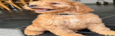 Labradoodle Puppy 3