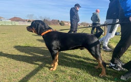 Rottweiler dogs for sale: Rottweiler puppies  - Image 27