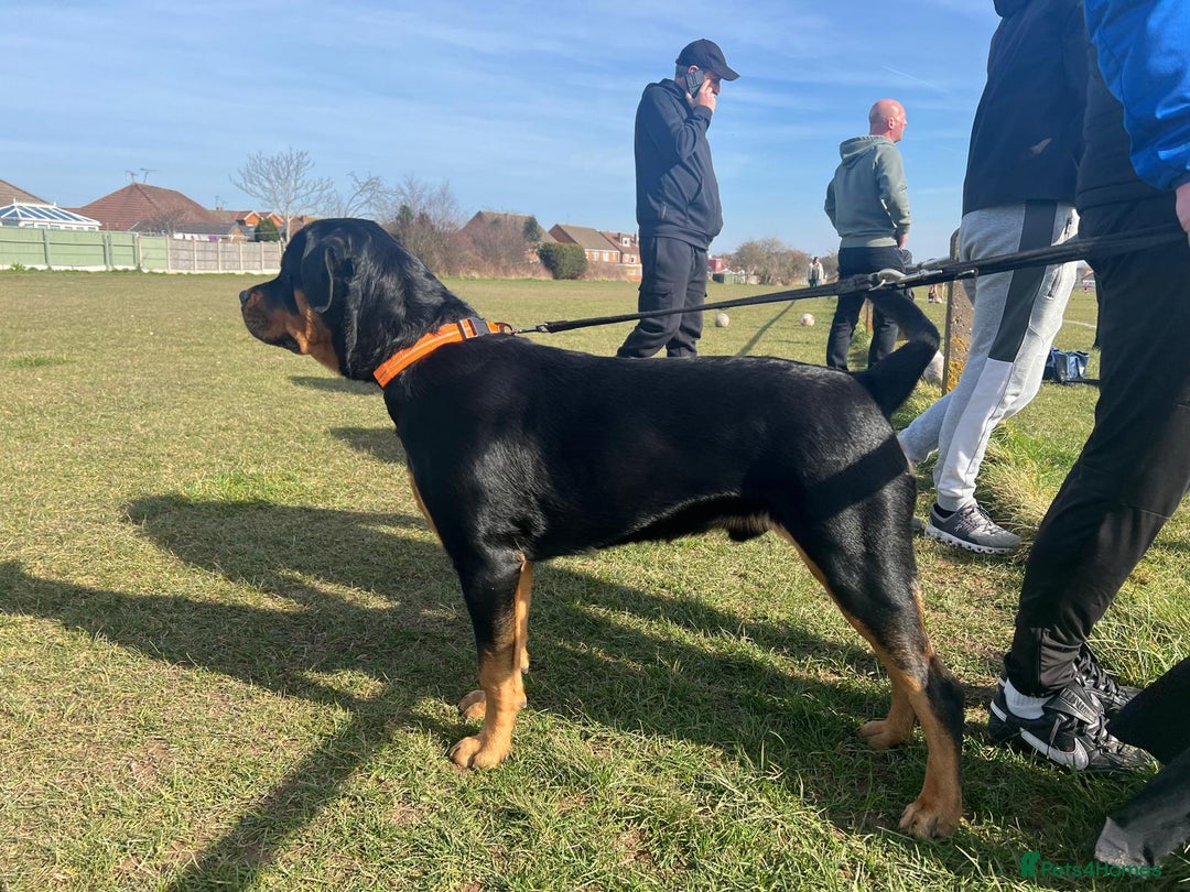 Rottweiler dogs for sale: Rottweiler puppies  - Image 27
