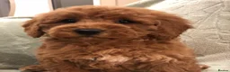 Cavapoo dogs for sale: 🐾Adventures of a curly cavapoo🐕 in Chessington - Advert 14