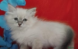 Siberian cats for sale: Siberian kittens for sale  - Image 15