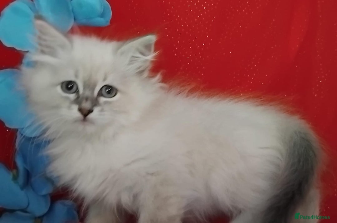 Siberian cats for sale: Siberian kittens for sale  - Image 15