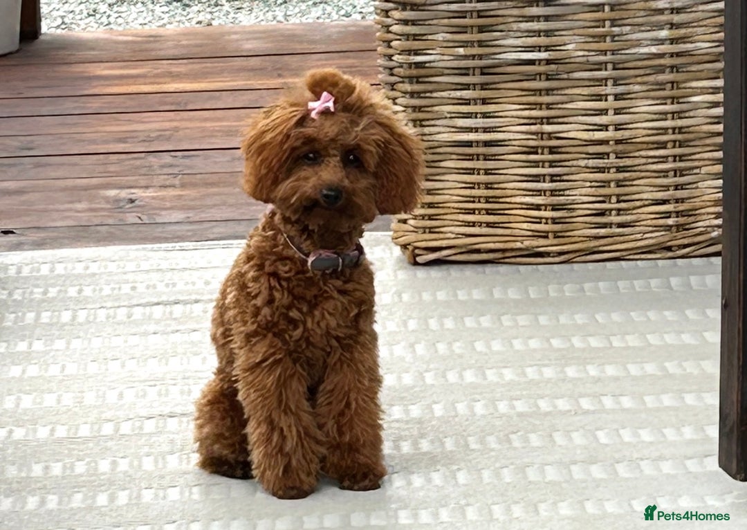 Toy Poodle dogs for sale: TINY TOY POODLE PUPPIES 5🌟LICENSED BREEDER  - Image 11