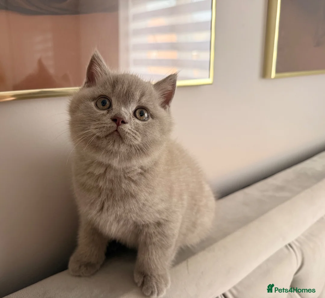 British Shorthair cats for sale: GCCF British shorthair kittens in Stowmarket - Advert 2