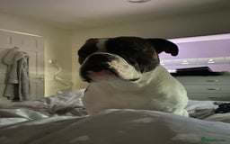 Mixed Breed dogs for sale: boxer/american bulldog - Advert 3