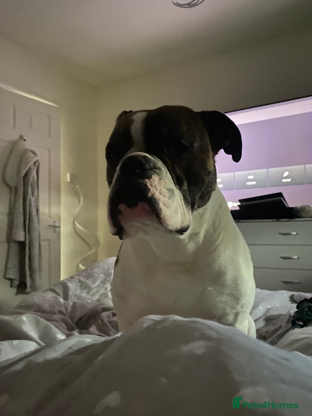 Mixed Breed dogs for sale: boxer/american bulldog - Advert 3