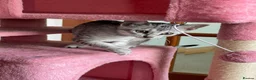 Egyptian Mau cats for sale: GCCF registered pedigree Egyptian Mau kittens - Advert 4