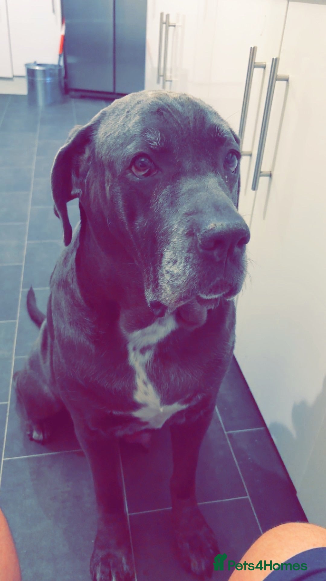 Cane Corso dogs Pure breed Cane Corso puppy’s  - Advert 4