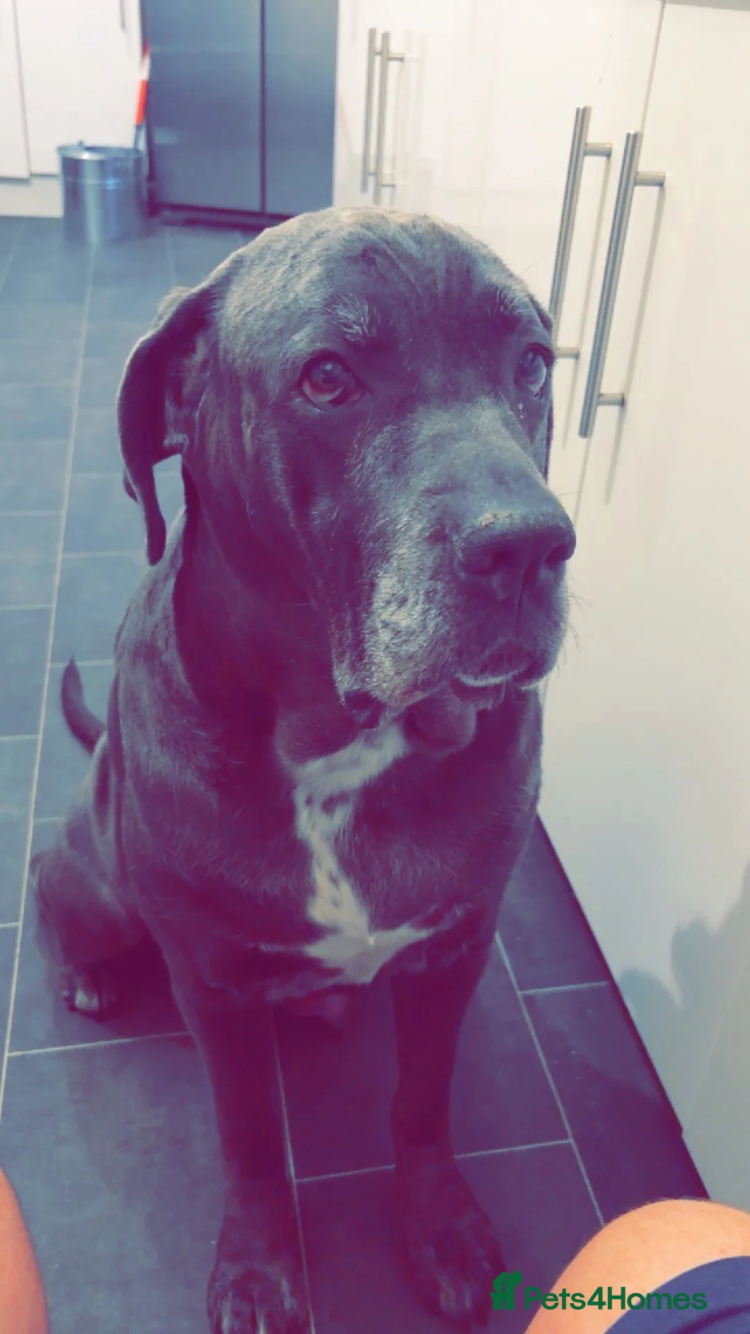 Cane Corso dogs for sale: Pure breed Cane Corso puppy’s  in Bristol - Advert 1