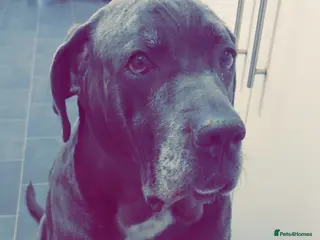 Cane Corso dogs Pure breed Cane Corso puppy’s - Advert 2