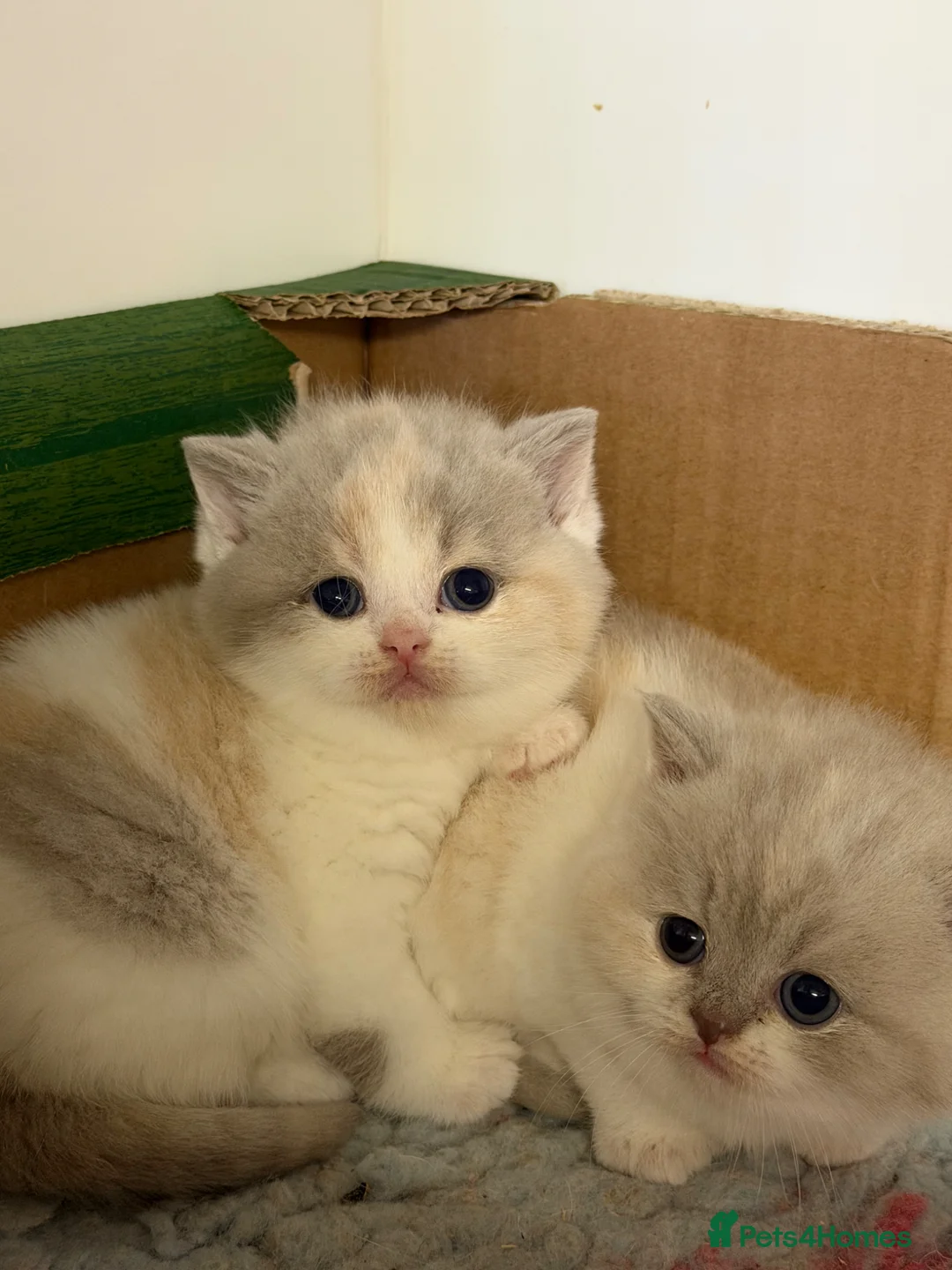 British Shorthair cats for sale: Pure Pedigree Registered British Shorthairs - Advert 2