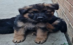 German Shepherd dogs for sale: German Shepherd pups - Image 5