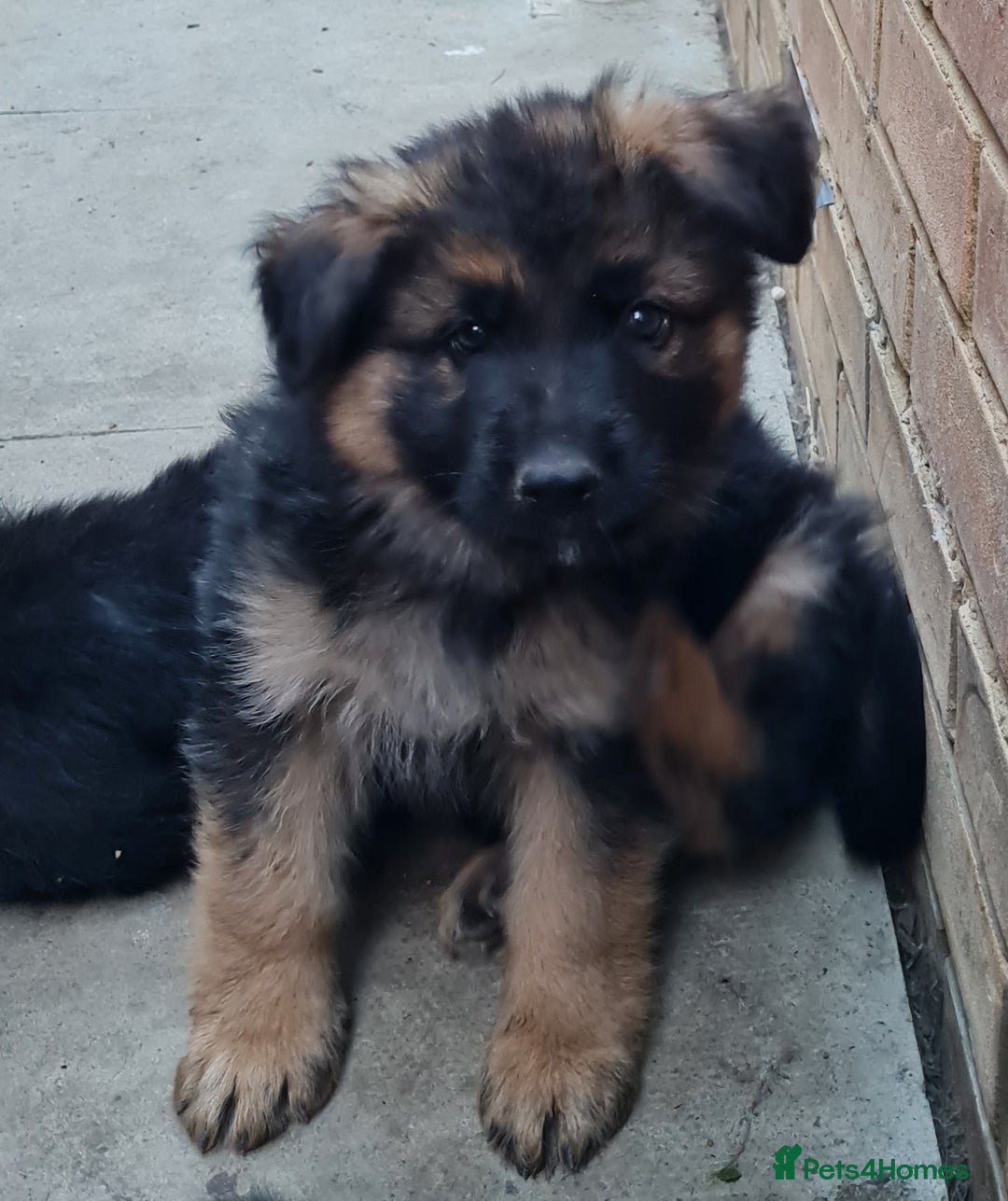 German Shepherd dogs for sale: German Shepherd pups - Image 5