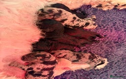 Sproodle dogs for sale: Stunning F2b Sproodle Puppies  - Image 1