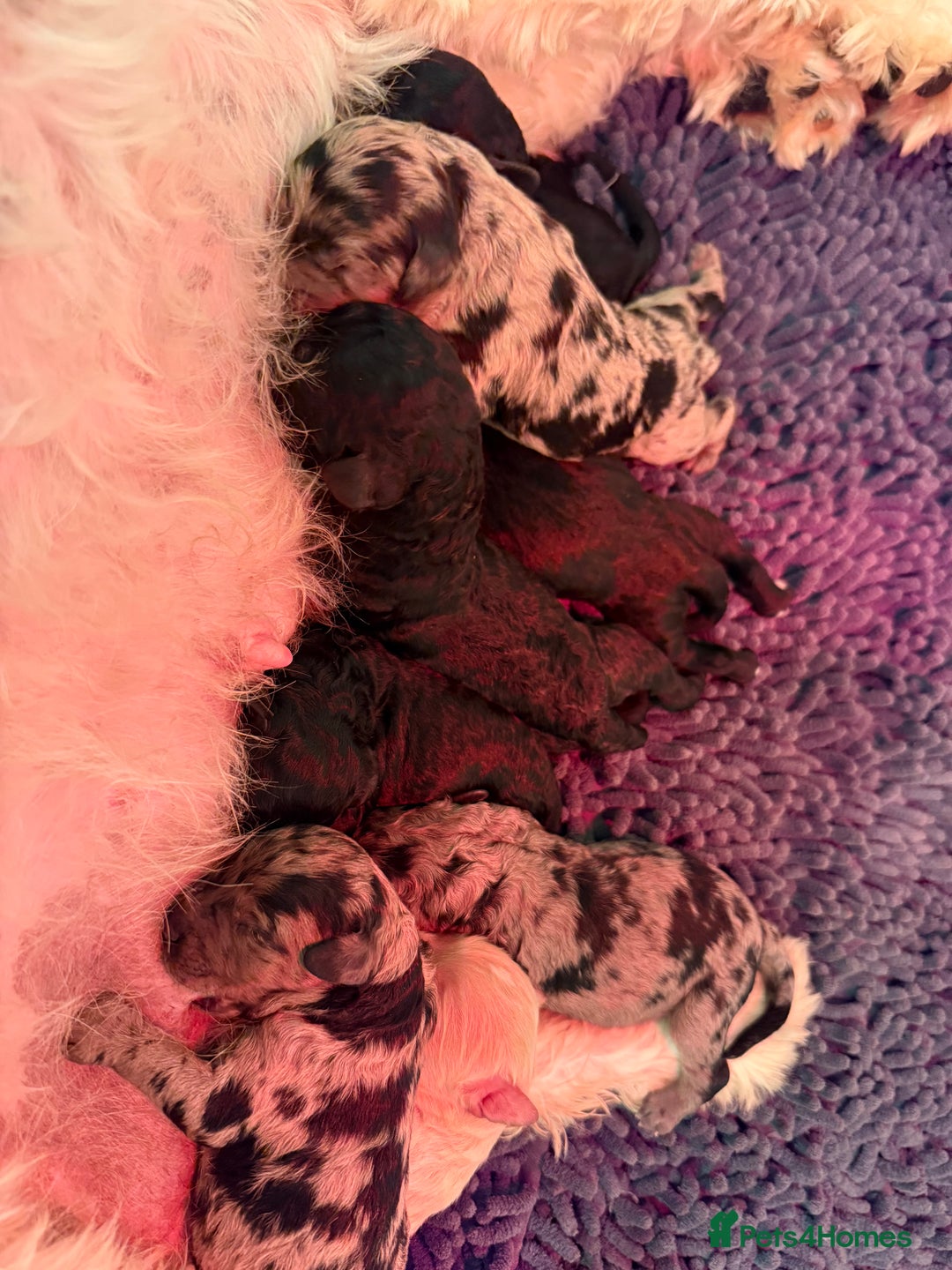 Sproodle dogs for sale: Stunning F2b Sproodle Puppies  - Image 1