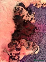 Sproodle dogs - Advert 1