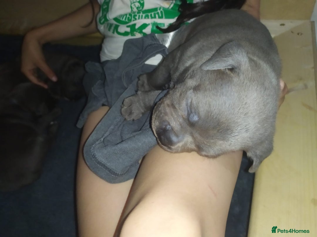 Staffordshire Bull Terrier dogs for sale: #Ready2go Kc registered blue staffy pups 4 sale - Image 8