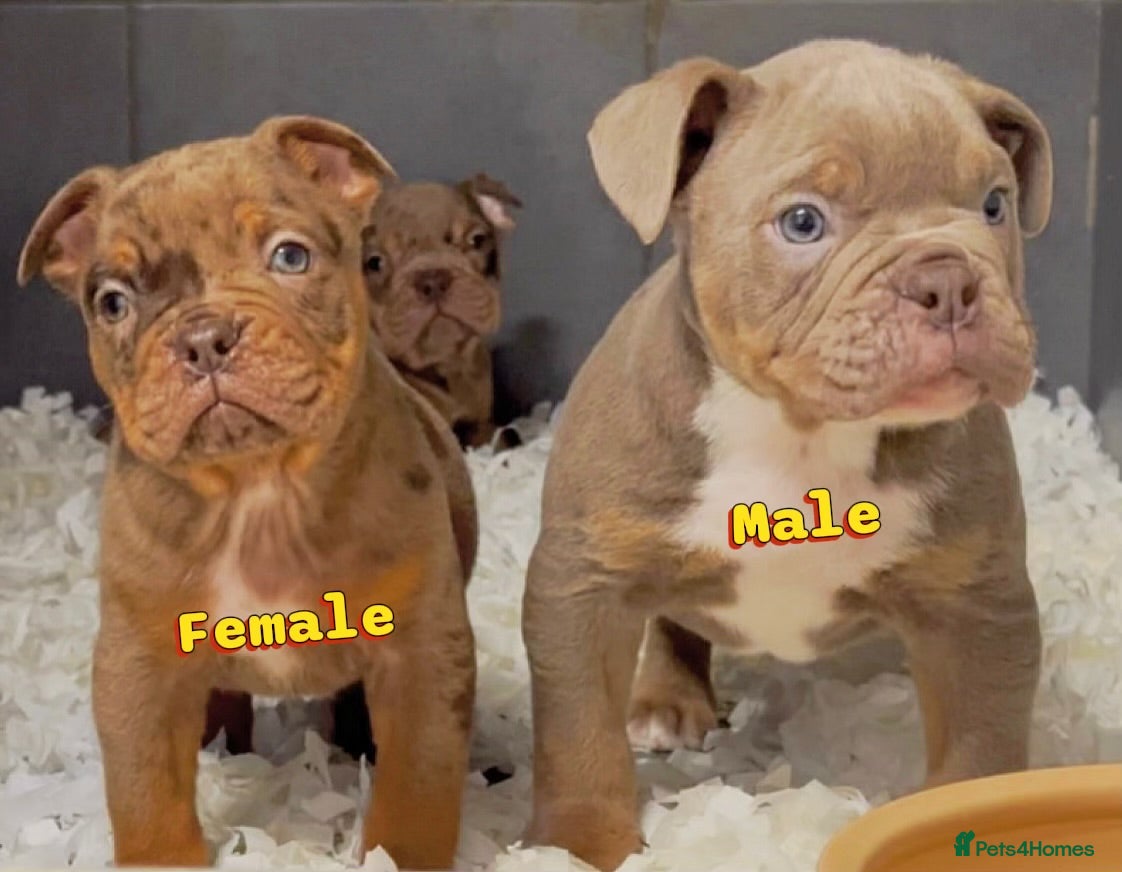 Olde English Bulldogge dogs 23 years experience 5⭐️Rated licensed  - Advert 18