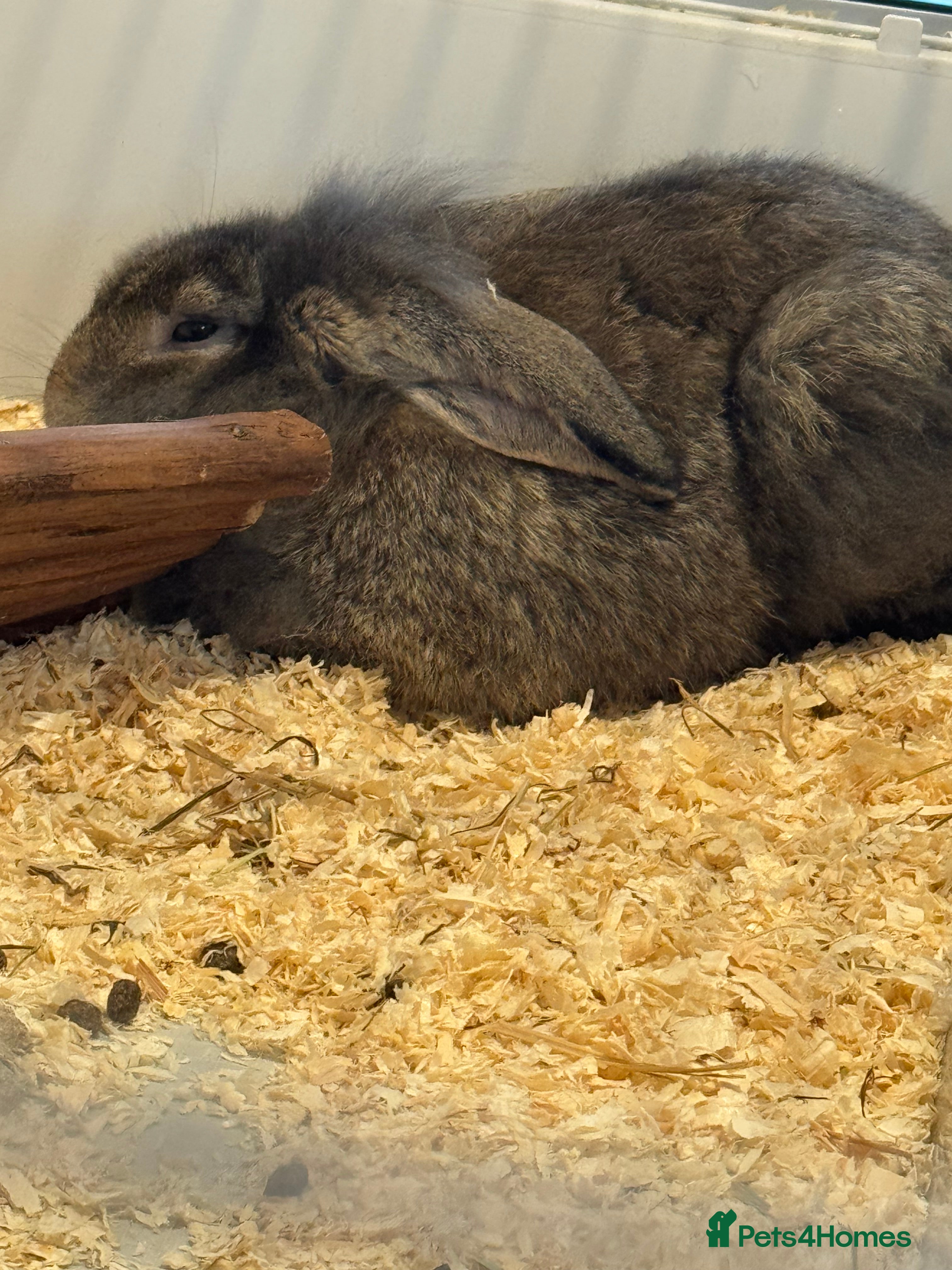 Mixed Breed rabbits Female rabbit  - Advert 1